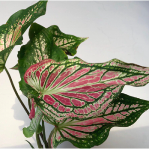 Cây kiểng lá môn Thiên Nga - Caladium Thai Beauty