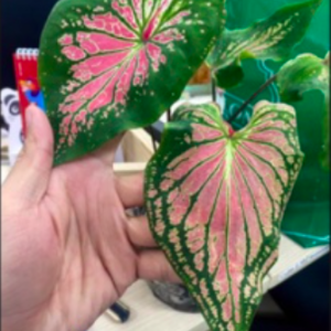 Cây kiểng lá môn Thiên Nga - Caladium Thai Beauty