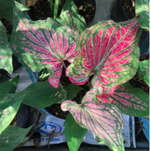 Cây kiểng lá môn Thiên Nga - Caladium Thai Beauty