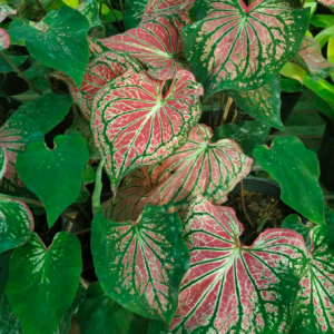 Cây kiểng lá môn Thiên Nga - Caladium Thai Beauty
