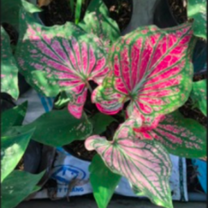 Cây kiểng lá môn Thiên Nga - Caladium Thai Beauty