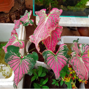 Cây kiểng lá môn Thiên Nga - Caladium Thai Beauty