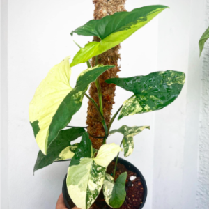 Cây trầu bà đột biến vàng - Syngonium aurea
