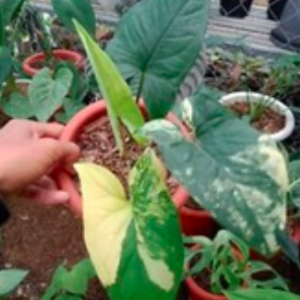 Cây trầu bà đột biến vàng - Syngonium aurea