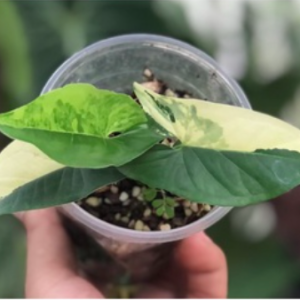 Cây trầu bà đột biến vàng - Syngonium aurea