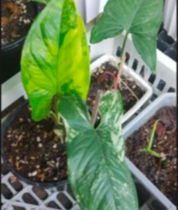 Cây trầu bà đột biến vàng - Syngonium aurea