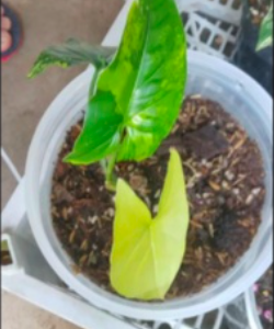 Cây trầu bà đột biến vàng - Syngonium aurea