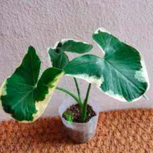 [Kiểng lá] - Chậu cây Alocasia Mickey Mouse