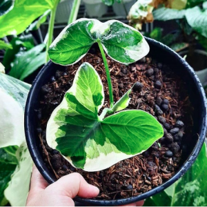 [Kiểng lá] - Chậu cây Alocasia Mickey Mouse