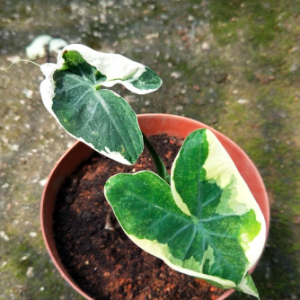 [Kiểng lá] - Chậu cây Alocasia Mickey Mouse