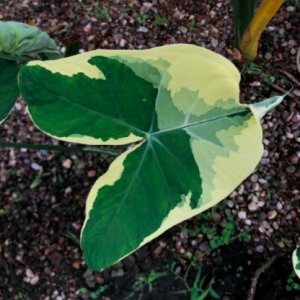[Kiểng lá] - Chậu cây Alocasia Mickey Mouse
