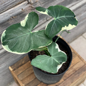 [Kiểng lá] - Chậu cây Alocasia Mickey Mouse