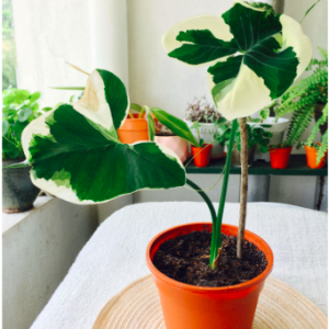 [Kiểng lá] - Chậu cây Alocasia Mickey Mouse
