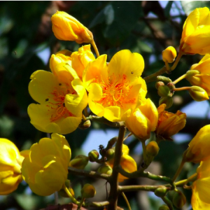 Chậu cây mai hoa đăng/ Huỳnh hoa đăng - Cochlopermaceae