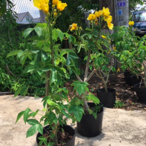 Chậu cây mai hoa đăng/ Huỳnh hoa đăng - Cochlopermaceae