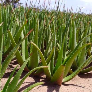 Chậu cây nha đam/ lô hội bẹ to khỏe - Alovera