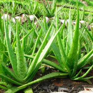 Chậu cây nha đam/ lô hội bẹ to khỏe - Alovera