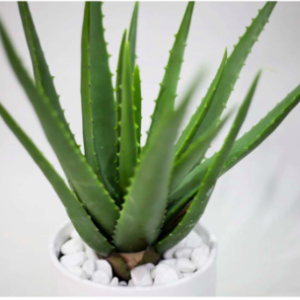 Chậu cây nha đam/ lô hội bẹ to khỏe - Alovera