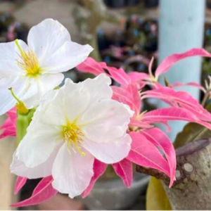 Cây giống bạch mai đọt hồng 22 cánh - cây thân gỗ có thể tạo dáng bonsai