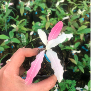 Cây giống bạch mai đọt hồng 22 cánh - cây thân gỗ có thể tạo dáng bonsai