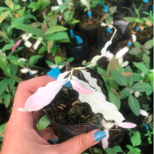 Cây giống bạch mai đọt hồng 22 cánh - cây thân gỗ có thể tạo dáng bonsai