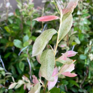 Cây giống bạch mai đọt hồng 22 cánh - cây thân gỗ có thể tạo dáng bonsai