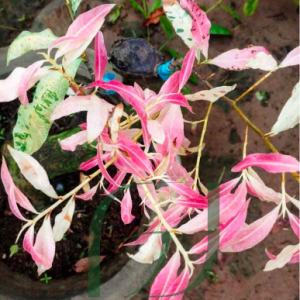 Cây giống bạch mai đọt hồng 22 cánh - cây thân gỗ có thể tạo dáng bonsai