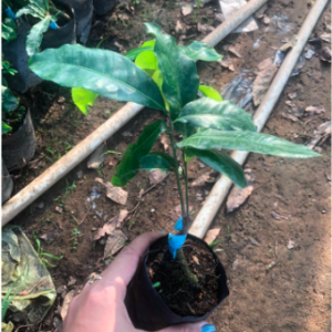 Cây giống mai cúc 150 cánh/ Cúc mai Bến Tre