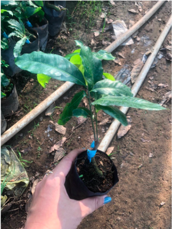 Cây giống mai cúc 150 cánh/ Cúc mai Bến Tre