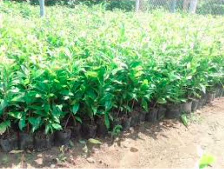 Cây giống mai cúc 150 cánh/ Cúc mai Bến Tre