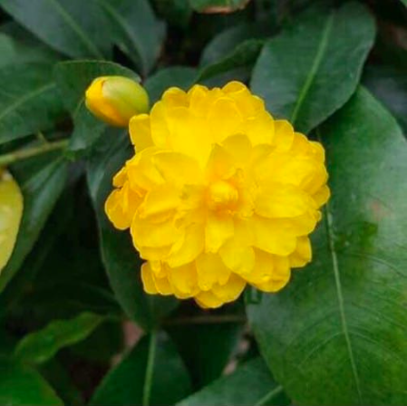 Cây giống mai cúc 150 cánh/ Cúc mai Bến Tre