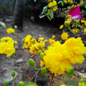 Cây giống mai cúc 150 cánh/ Cúc mai Bến Tre