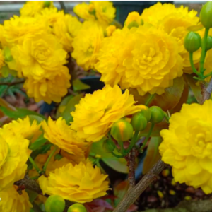 Cây giống mai cúc 150 cánh/ Cúc mai Bến Tre