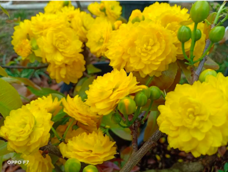 Cây giống mai cúc 150 cánh/ Cúc mai Bến Tre