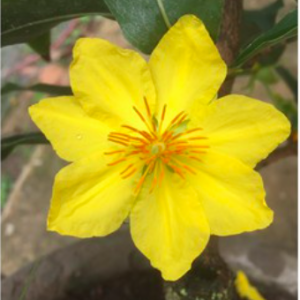 Cây giống mai giảo bạch kim hoa vàng, giống mới đột biến từ mai giảo thường