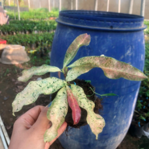 Cây giống mai giảo bạch kim hoa vàng, giống mới đột biến từ mai giảo thường