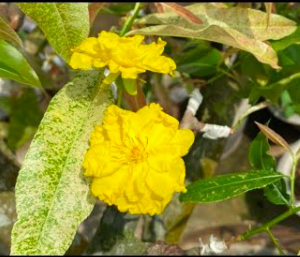 Cây giống mai giảo bạch kim hoa vàng, giống mới đột biến từ mai giảo thường