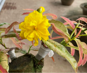 Cây giống mai giảo bạch kim hoa vàng, giống mới đột biến từ mai giảo thường