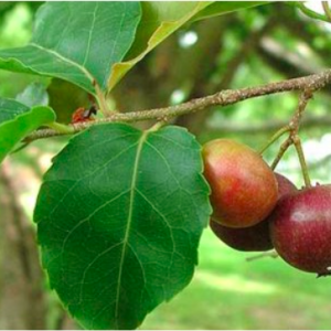 Cây giống hồng quân (mận quân) cho trái vị ngọt thanh, nhẹ dịu