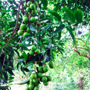 Cây giống hồng quân (mận quân) cho trái vị ngọt thanh, nhẹ dịu