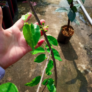 Cây giống hồng quân (mận quân) cho trái vị ngọt thanh, nhẹ dịu