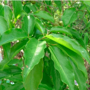 Cây giống hồng quân (mận quân) cho trái vị ngọt thanh, nhẹ dịu