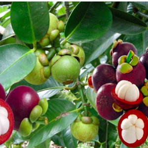 Cây giống măng cụt - Garcinia mangostana