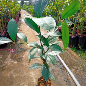 Cây giống măng cụt - Garcinia mangostana