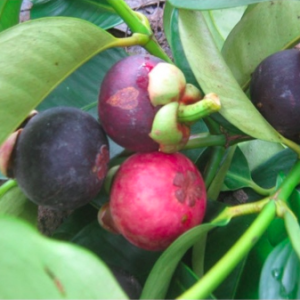 Cây giống măng cụt - Garcinia mangostana