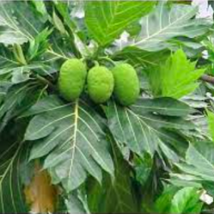 Cây giống Sa Kê - Artocarpus Altilis