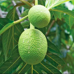 Cây giống Sa Kê - Artocarpus Altilis