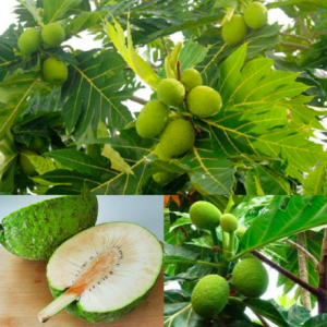 Cây giống Sa Kê - Artocarpus Altilis