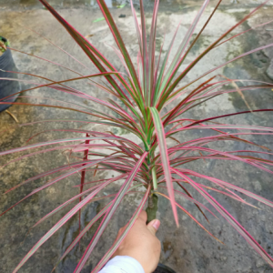 Chậu cây phát tài ngũ sắc/cây ánh dương - Cordyline Australis