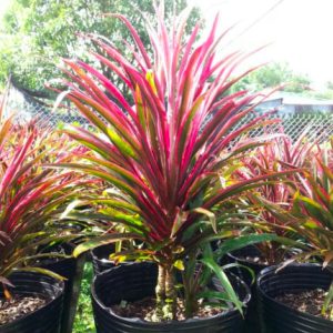 Chậu cây phát tài ngũ sắc/cây ánh dương - Cordyline Australis